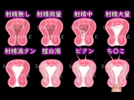 膣内射精の素材(射精量設定可能) 断面図 cover